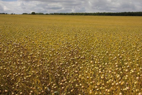 Flax