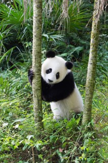 Two years aged young giant Panda