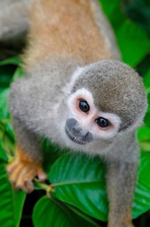 Common squirrel monkey