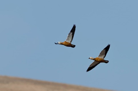(Tadorna ferruginea)