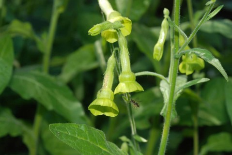 Flowering tobacco