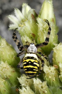Wasp spider