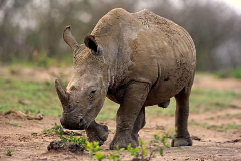 White rhinoceros