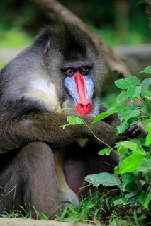 Mandrill