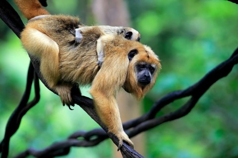 Black howler