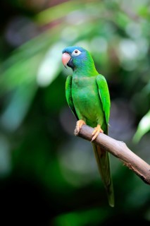 Blue-Crowned Parakeet