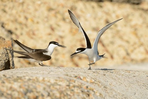 Bridled tern
