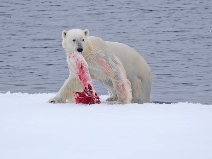 Polar Bear