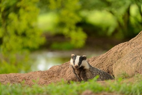Eurasian Badger