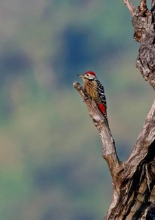 Stripe-breasted Woodpecker