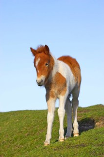 Dartmoor Pony