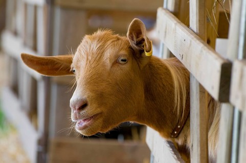 Domestic goat