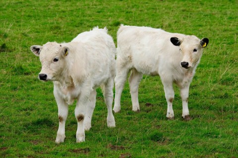 Domestic Cattle