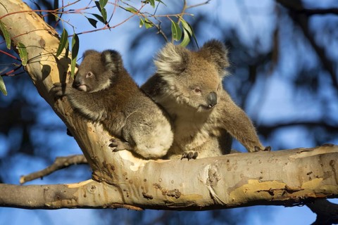 Koala