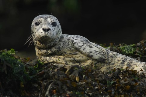 Pacific Common Seal