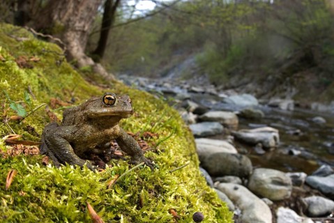 Common Toad