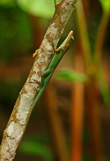 St. Lucia anole