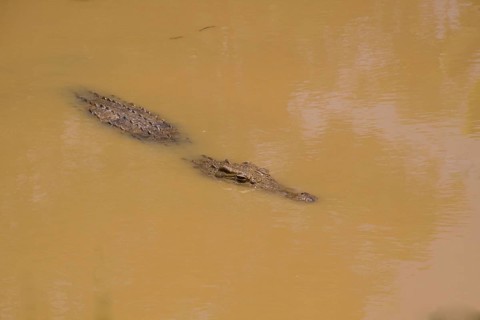 Nile Crocodile