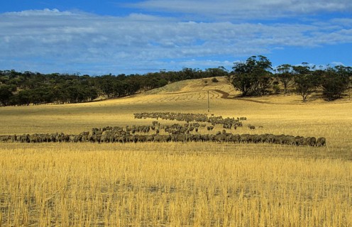 Merino sheep