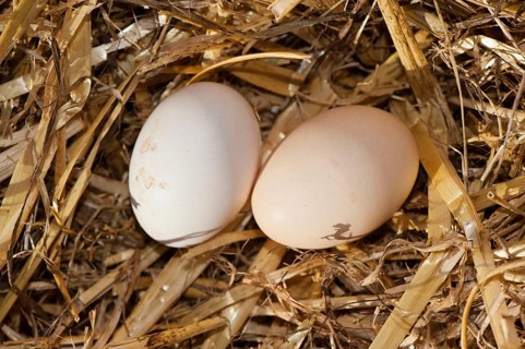 Domestic Chicken