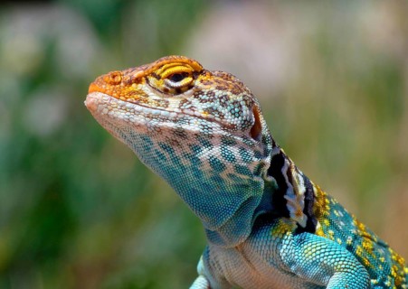 Golden-collared iguana