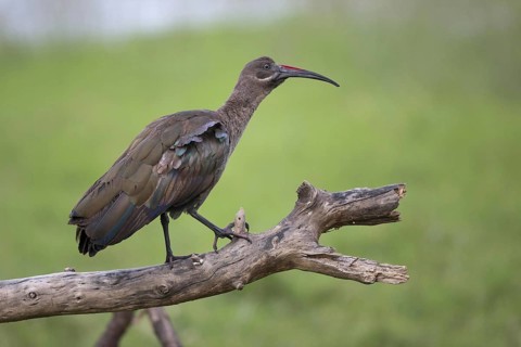 Hadada hadada ibis
