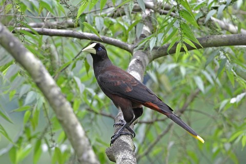 Crested Oropendola