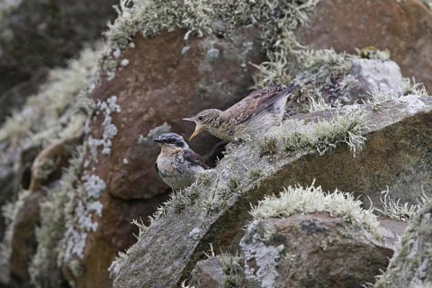 Northern Wheatear