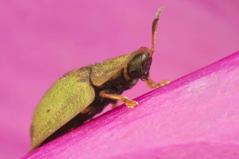 Green Tortoise Beetle