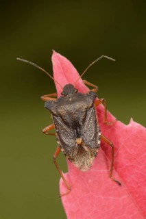 Pentatoma forest bug