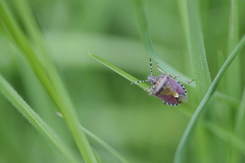 Sloe Bug