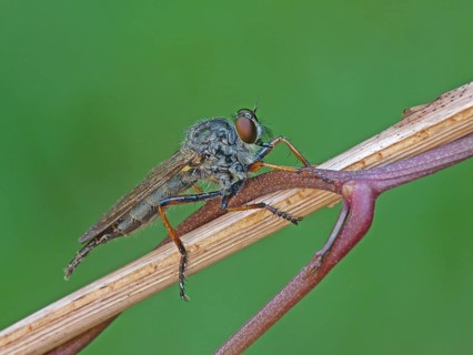 Hoecker's Robberfly