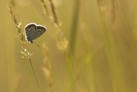 White Clover Blue