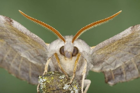 Poplar Hawkmoth