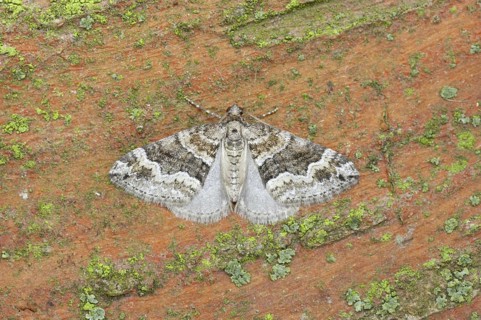 Barred rivulet