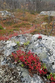 Vaccinium uliginosus