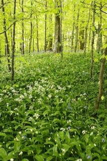 Ramsons