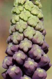Tassel hyacinth