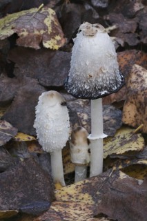 Shaggy Ink shaggy ink cap
