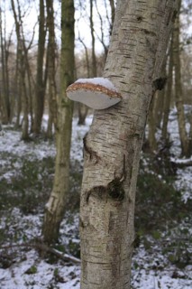 Birch polypore