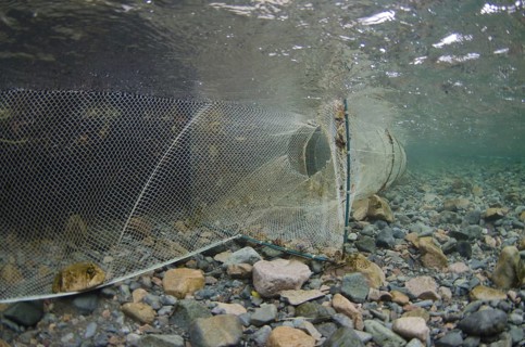 Arctic char