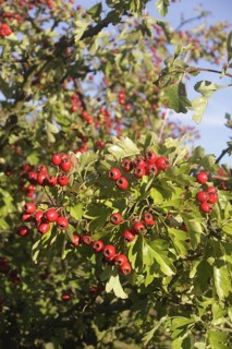 Common common hawthorn