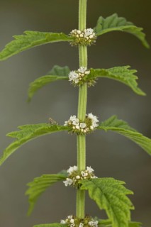 Gypsywort