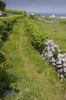 Old path through small fields with limestone walls