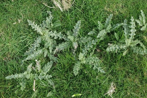 Creeping thistle