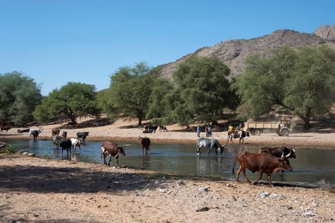 Cow