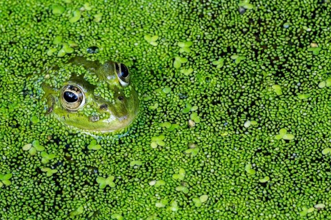Edible frog