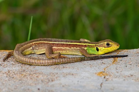 Young giant emerald lizard