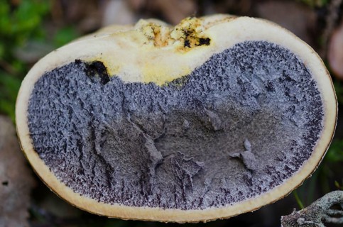 Thick-skinned potato bovist