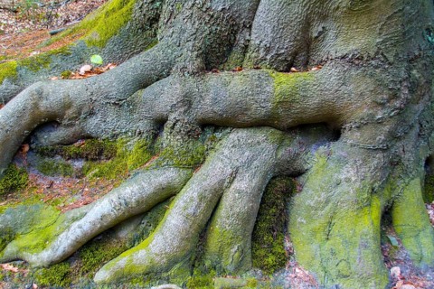 D. hornbeam